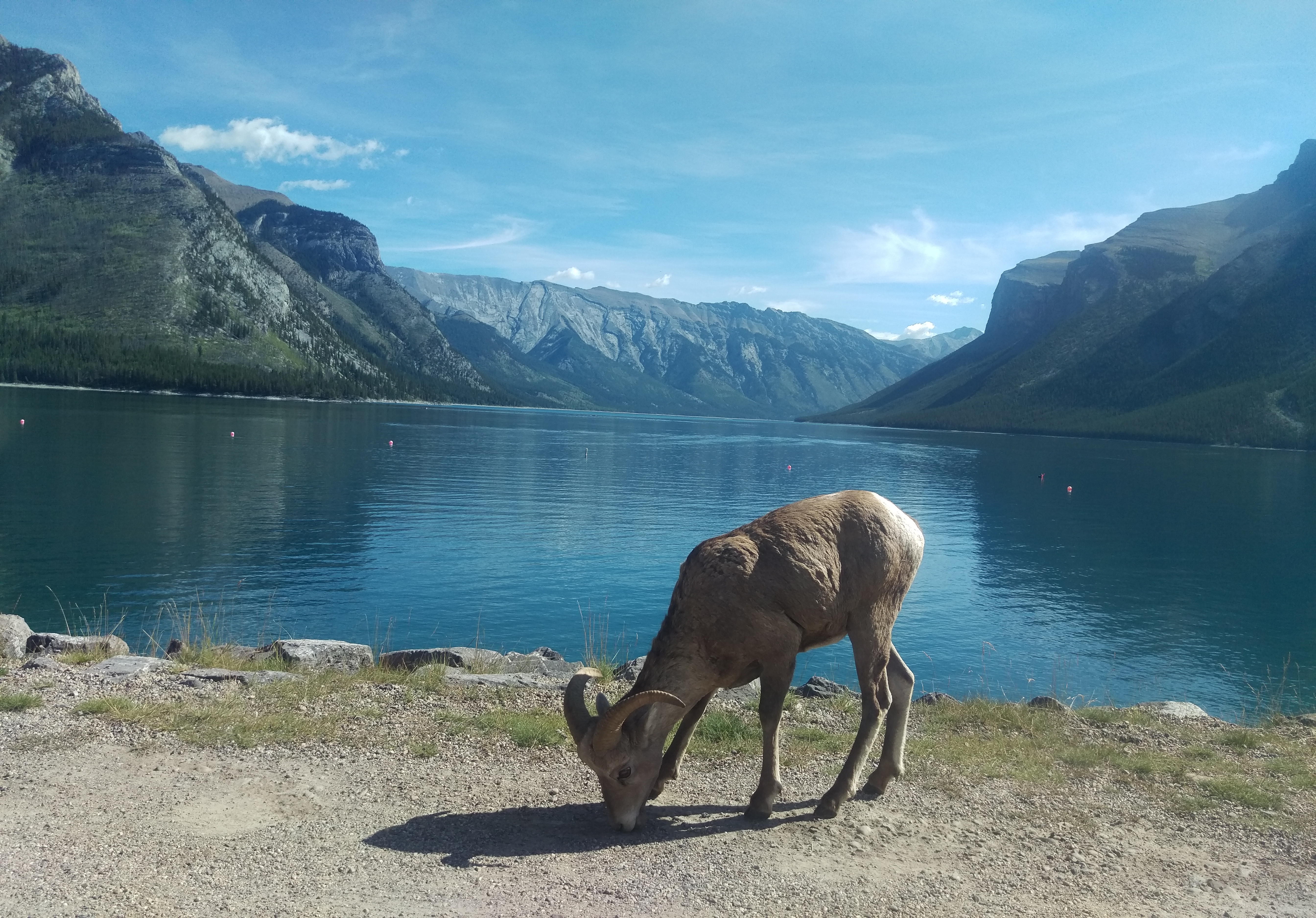 Picture of a goat in alberta